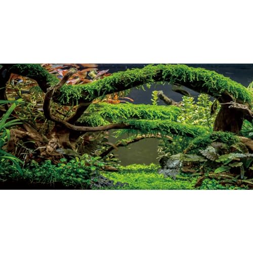 AWERT 36x24 inches Aquarium Background Branches Terrarium Background Aquatic Plant River Bed & Lake Fish Tank Background Vinyl Background - size: 36x24in/90x60cm
