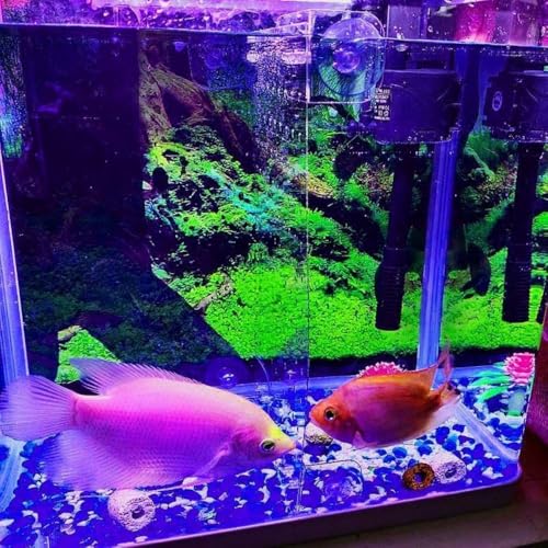 Acrylic Aquarium Divider, Fighting Fish Hatching Isolation Plate Cuttable Aquarium Accessories with Suction Cup Fish Breeding Case Divider(20x20cm)