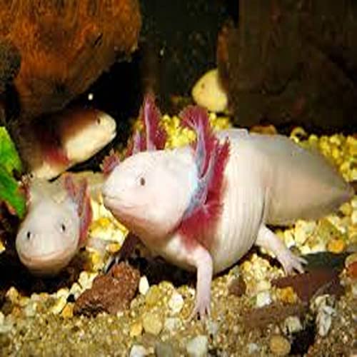 Axolotl Food, 3/16" Soft Moist Sinking Pellets, Rangen's Salmon Sinking Pellets for Medium Size Axolotl. Also Shrimp, Snails, Crabs, Crayfish, Plecos, Catfish, All Tropical Fish...3-lb Bag