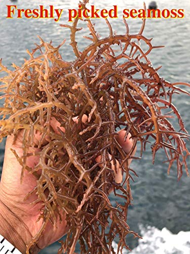 Karibbean Flavours Premium Irish Moss Superfood (8 Ounce/230g) | Caribbean Superfood - Wildcrafted Seedstock - Ethically Harvested - Makes Over 5 Quarts Gel - size: 8 Ounce (Pack of 1)