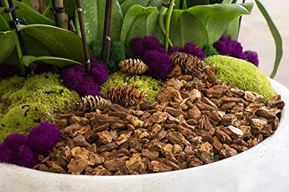 SuperMoss (23114) Orchid Potting Bark, Natural, 4 quarts - size: 231 Cu. In., style: Natural