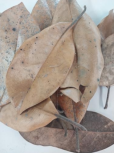 1 Gallon Bag of Dried Magnolia Leaves - Isopods, Reptiles, Amphibians, Terrarium, Vivarium, Leaf Litter for Terrarium or Vivarium, Moisture Retention