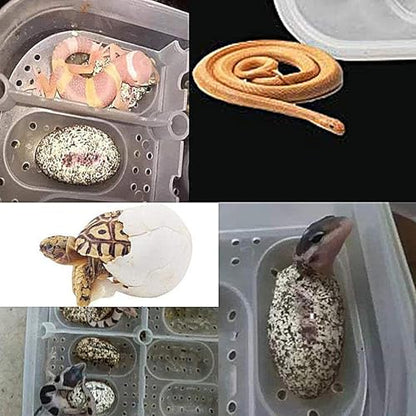 Reptile Incubation Egg Trays Incubation Box Hatching Case Hatching Tray | 16 Grids Transparent Reptile Incubator for Snake Lizard Turtle Gecko Chameleon Bearded Dragon Leopard Gecko Egg Incubation - color: TO
