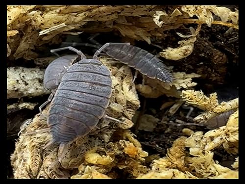 Powder Blue Isopods (Qty-40), for Amphibian/Reptile/Invertebrate Bioactive Habitats, By Critters Direct