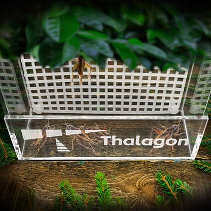 Bearded Dragon Feeder, Transparent Acrylic Reptile Feeding Box, Chameleon Bug Bowl, Wall-Mounted Insect Bowl with Suction Cups, Tank and Aquarium Accessories for Lizard Gecko Frog