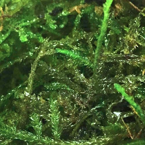 Java Moss | Vesicularia Dubyana Freshwater Live Aquarium Plant BUY2GET1FREE
