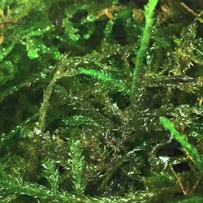 Java Moss | Vesicularia Dubyana Freshwater Live Aquarium Plant BUY2GET1FREE