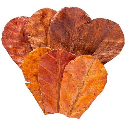 80 Pcs Dried Indian Almond Catappa Ketapang Leaves 4" – Natural Leaf Litter for Betta, Goldfish, Guppy, Tetras & Frogs, Aquarium Botanicals for Fish Tanks, Aquascaping & Terrariums