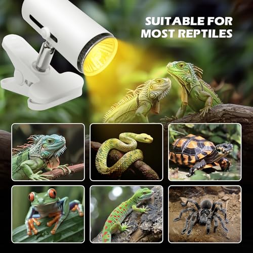 Reptile PC Terrarium, Anti Breakage 12x7x9 inch Amphibians Tank Starter Kits with Reptile Heat Lamp with 50W UVA UVB Light Bulb