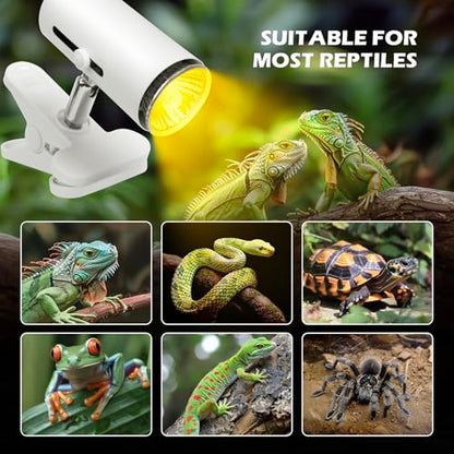 Reptile PC Terrarium, Anti Breakage 12x7x9 inch Amphibians Tank Starter Kits with Reptile Heat Lamp with 50W UVA UVB Light Bulb