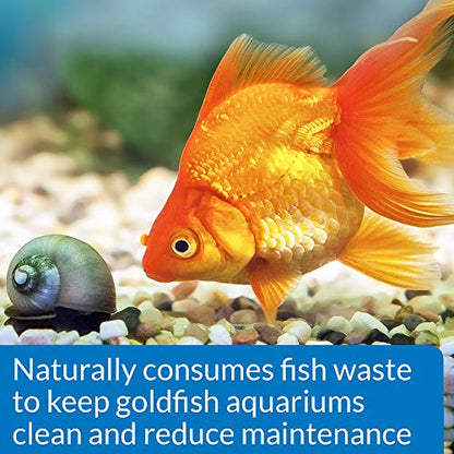 API GOLDFISH PROTECT Aquarium Water Conditioner 4-Ounce Bottle - size: Water Conditioner