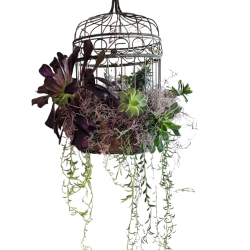 Mosser Lee Spanish Moss – Natural Decorative Moss for Houseplants, Soil Cover, Crafts, Terrariums & Floral Arrangements - 400 Cubic Inches (Approx 9oz) - size: 400 Cubic Inches
