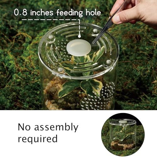 Acrylic Terrarium for Reptiles & Spiders – Small/Medium/Large Leak-Proof Enclosure (Horizontal/Vertical) | Ideal for Tarantulas, Jumping Spiders, Frogs & Geckos(Small, Round) - size: Small