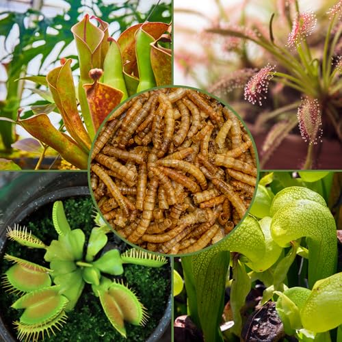Soil Sunrise Carnivorous Plant Food Dried Mealworms (1oz), for Feeding Carnivorous Plants (Venus Fly Trap, Pitcher Plant, Sundews, Etc.)