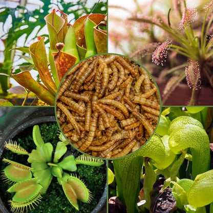 Soil Sunrise Carnivorous Plant Food Dried Mealworms (1oz), for Feeding Carnivorous Plants (Venus Fly Trap, Pitcher Plant, Sundews, Etc.)
