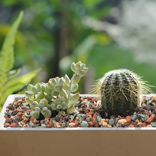 TOPZEA 12lb Mix Lava Rocks Pebbles for Plant, Potting Soil Decorative Landscaping Gritty Pumice, Volcanic Stone Gravel for Bonsai Succulent Cactus, Vase Filler, Fairy Gardening, Top Dressing