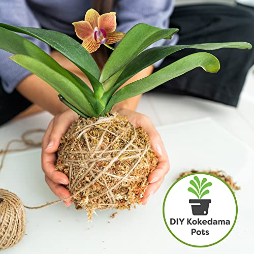 Perfect Plants Premium Sphagnum Moss in 2qt. Resealable Bag | Long fibered Sustainably Harvested Moss | for All Orchid Varieties