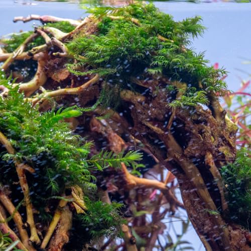 Live Aquarium Plants on Driftwood, Lava Rock, Moss, Fiber Mat - Freshwater Fish Tanks - Easy, Beginner Friendly (Fissidens Fontanus, (One Golfball)) - color: Fissidens Fontanus - Golf Ball, size: 1 Pack