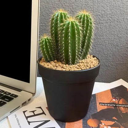 FANTIAN 2 lbs Maifanitum Stone for Plant, 5-8 MM Gravel Rocks for Succulent | Succulent Cactus Soil Potting Mix, Promote Soil Root Growth, Water Drainage and Plant Growth - color: Maifanitum