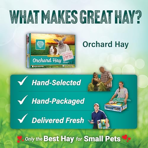 Small Pet Select Orchard Grass Hay Pet Food for Rabbits, Guinea Pigs, Chinchillas and Other Small Animals, Premium Natural Hay Grown in the US, 10 LB | Premium Natural Grass Hay, Grown in USA, Soft High Fiber Forage, For Chinchillas, Bunnies, Hamsters & S
