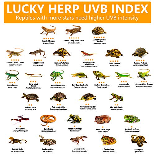 LUCKY HERP 125 Watt UVA+UVB Vapor Heat Lamp Bulb, High Intensity Self-Ballasted Heat Basking Lamp/Bulb/Light for Reptile and Amphibian, Sun Lamp for Bearded Dragon Lizard Turtle - size: 125