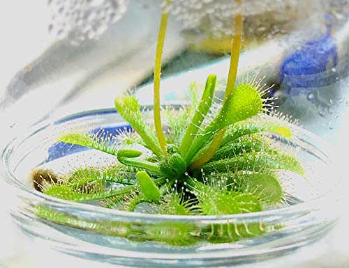 Live Sundew Plant Terrarium – Enclosed Ecosystem with Zero Maintenance – Unique Ecosphere Plants for Home Décor – Drosera Spatula Sundew Plant –Great Gift – Self-Sustaining Terrarium