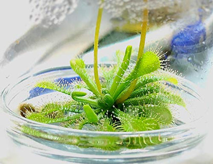 Live Sundew Plant Terrarium – Enclosed Ecosystem with Zero Maintenance – Unique Ecosphere Plants for Home Décor – Drosera Spatula Sundew Plant –Great Gift – Self-Sustaining Terrarium