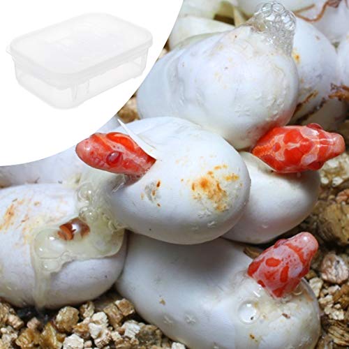 balacoo Reptile Terrarium Terrarium 12 Grids Breeding Box Hatching Container 2-Layer Transparent Hatchery Box Reptile Terrariums Terrariums
