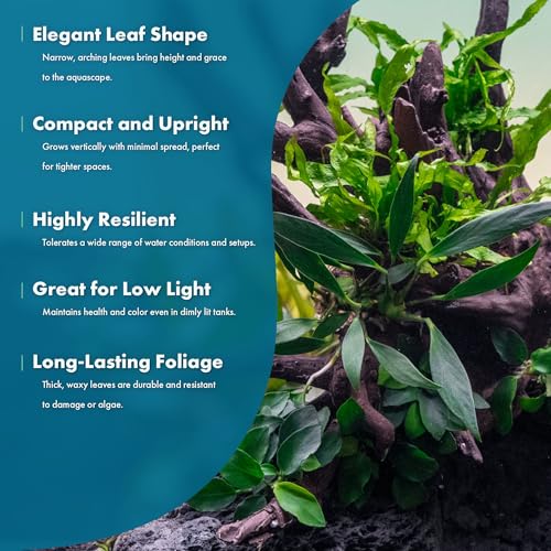 Anubias Live Aquarium Plants - Potted Freshwater Plant for Fish Tanks, Terrariums - Beginner Friendly Low Light (Congensis, 3 Pots) - color: Congensis, size: 3 Pots