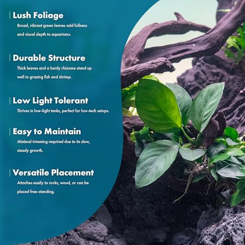 Anubias Live Aquarium Plants - Potted Freshwater Plant for Fish Tanks, Terrariums - Beginner Friendly Low Light (Barteri Broad Leaf, 3 Pots) - color: Barteri Broad Leaf, size: 3 Pots