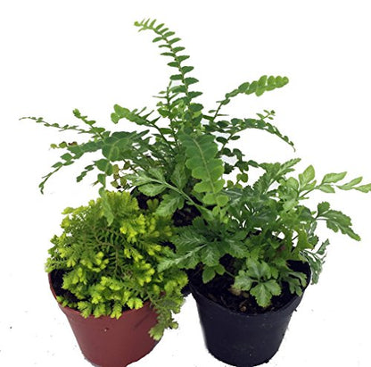 Hirt's Terrarium Kit with 3 Live Mini Ferns in 2" Pots