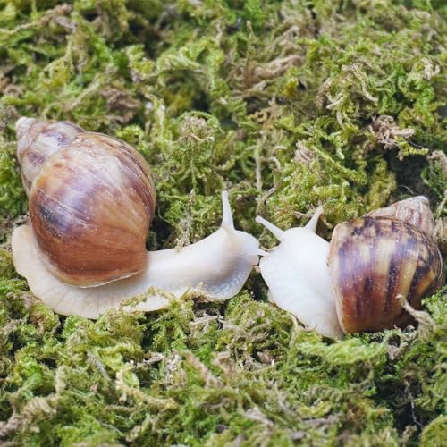 4oz Moss Substrate for Pet Snails, Terrarium Substrate Supplies for Maintaining Humidity in Snail Tanks and Habitats