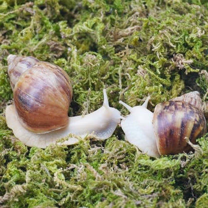 4oz Moss Substrate for Pet Snails, Terrarium Substrate Supplies for Maintaining Humidity in Snail Tanks and Habitats