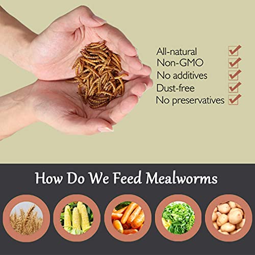 Non-GMO Dried Mealworms,11LB 100% Natural Large Size No Moisture,Treats for Birds Chickens Hedgehog Hamster Fish Reptile Turtles - size: 11 Pound (Pack of 1), style: Mealworms