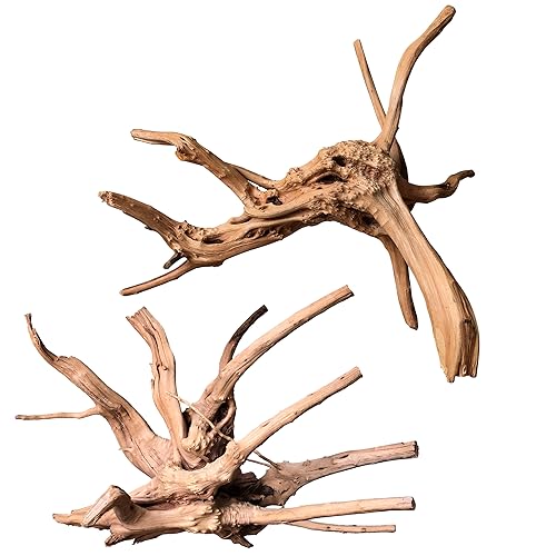 majoywoo Natural Large Driftwood for Aquarium Decor Reptile Decor | Assorted Spiderwood Branch 11-14" 2 Pcs, Natural Spiderwood for Aquascaping and Reptile Decor, Fish Tank Decorations - size: Spiderwood 11 to 14 Inch(Pack of 2)