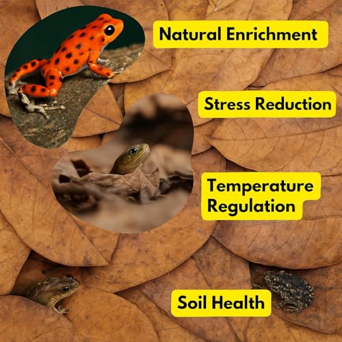 Frog Tank Accessories – 100 Pcs 3" Indian Almond Catappa Leaves, Natural Leaf Litter for Tree Frogs, Bioactive Terrarium Accessories, Amphibian Habitat Decor