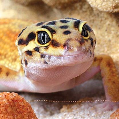 The Leopard Gecko Manual, 2nd Edition (CompanionHouse Books) Informative Guide to Care, Diet, Habitat, Breeding, Raising Hatchlings, Health Care, Recognizing Disease, Shedding, Tail Loss, and More