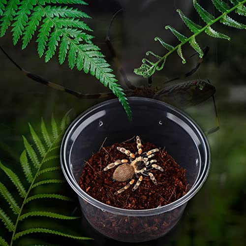 10 Pcs Spider Terrariums Breeding Box Small Round Hatching Container Acrylic Feeding Box for Spider Scorpion Centipede Insect