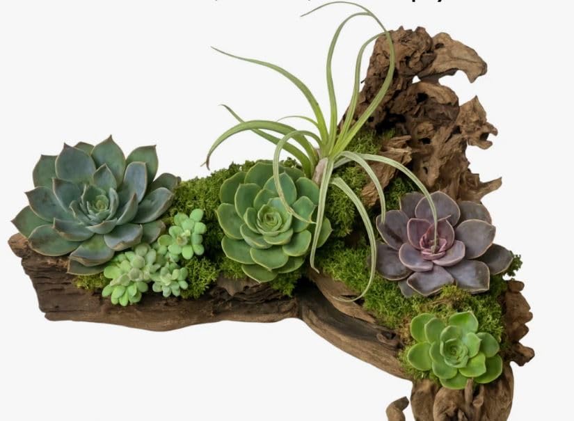 Galápagos (05536) Burro Wood Grapevine Logs – Natural Branch Décor for Arid & Temperate Terrariums | Air Plant Display Wood & Reptile Habitat, Set of 7 Assorted Pieces (3” – 13”)