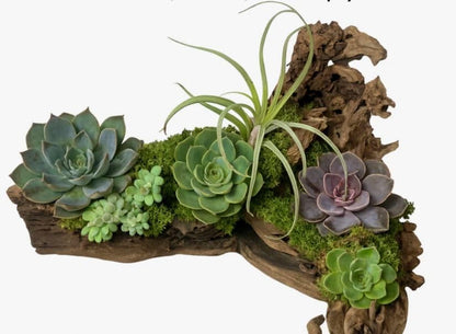 Galápagos (05536) Burro Wood Grapevine Logs – Natural Branch Décor for Arid & Temperate Terrariums | Air Plant Display Wood & Reptile Habitat, Set of 7 Assorted Pieces (3” – 13”)