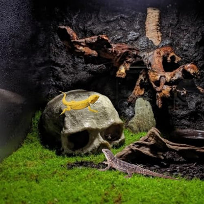 Aquarium Terrarium Skull Decor, Reptile Hide House Shelter Cave for Geckos Spider Lizard Snake, Fish Tank Hide Cave House Hideouts Stones for Small Fish Shrimp Betta Crab Guppy Cichlids (Black)