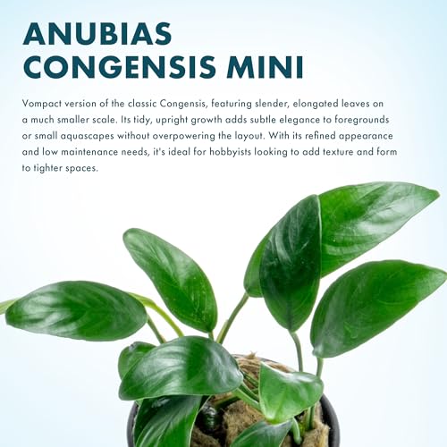 Anubias Live Aquarium Plants - Potted Freshwater Plant for Fish Tanks, Terrariums - Beginner Friendly Low Light (Congensis Mini, 3 Pots) - color: Congensis Mini, size: 3 Pots