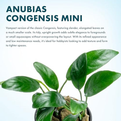 Anubias Live Aquarium Plants - Potted Freshwater Plant for Fish Tanks, Terrariums - Beginner Friendly Low Light (Congensis Mini, 3 Pots) - color: Congensis Mini, size: 3 Pots
