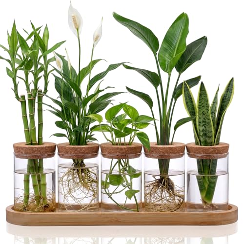 Zhehao 5 Pack Plant Propagation Station Hydroponic Glass Jar Terrarium with Cork Lids Bamboo Tray Desktop Planter for Rooting Cuttings Home Office Garden Decor