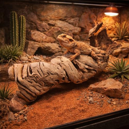 Koyal Wholesale 24" Hollow Grapewood Branch Decor 1Pcs Grapewood Centerpiece Vase Air Plants Sand Blasted Grapevine Wood Untreated Terrarium Wood Driftwood Decor - size: 24 Inches