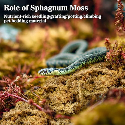RAINFLOW Sphagnum Moss for Reptiles - 5.6 OZ Reptile Peat Moss for Terrarium Bedding Reptiles Snake Substrate for Reptile Tank, Snake, Leopard Gecko, Ball Python, Crested Gecko, Turtle, Frog, Hamster