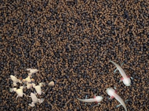 Baby Axolotl Food Soft PELLETS 1.2 & BLACKWORM PELLETS 1.0 Aquatic Frogs, A452 (4oz)