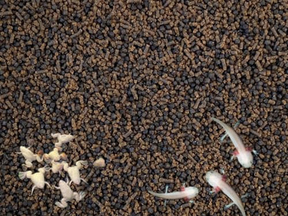 Baby Axolotl Food Soft PELLETS 1.2 & BLACKWORM PELLETS 1.0 Aquatic Frogs, A452 (4oz)
