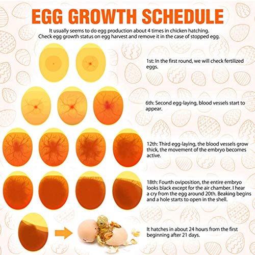 ZJchao LED Egg Candler Light, High Bright Cold LED Hatching Monitor Interchangeable Shades | Thermal-Safe Poultry Tester for Chicken, Duck Quail Eggs Farm Classroom