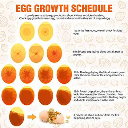 ZJchao LED Egg Candler Light, High Bright Cold LED Hatching Monitor Interchangeable Shades | Thermal-Safe Poultry Tester for Chicken, Duck Quail Eggs Farm Classroom